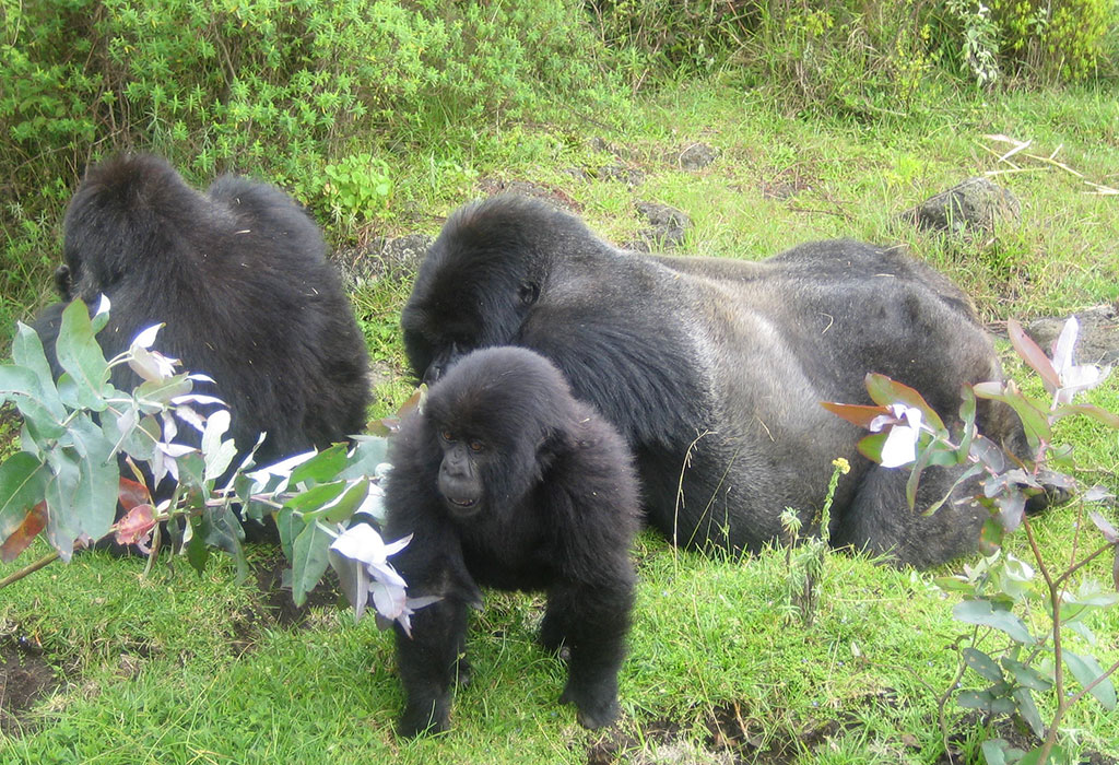 Why Rwanda Should Be on Your Travel Bucket List