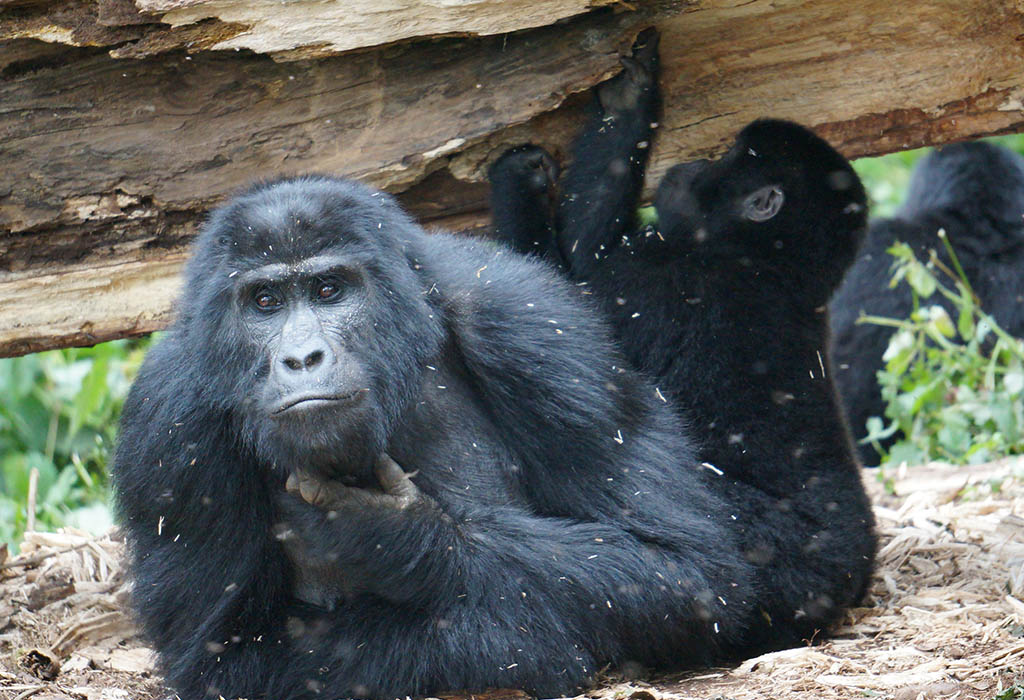 Uganda Gorilla Permit Costs: Everything You Need to Know