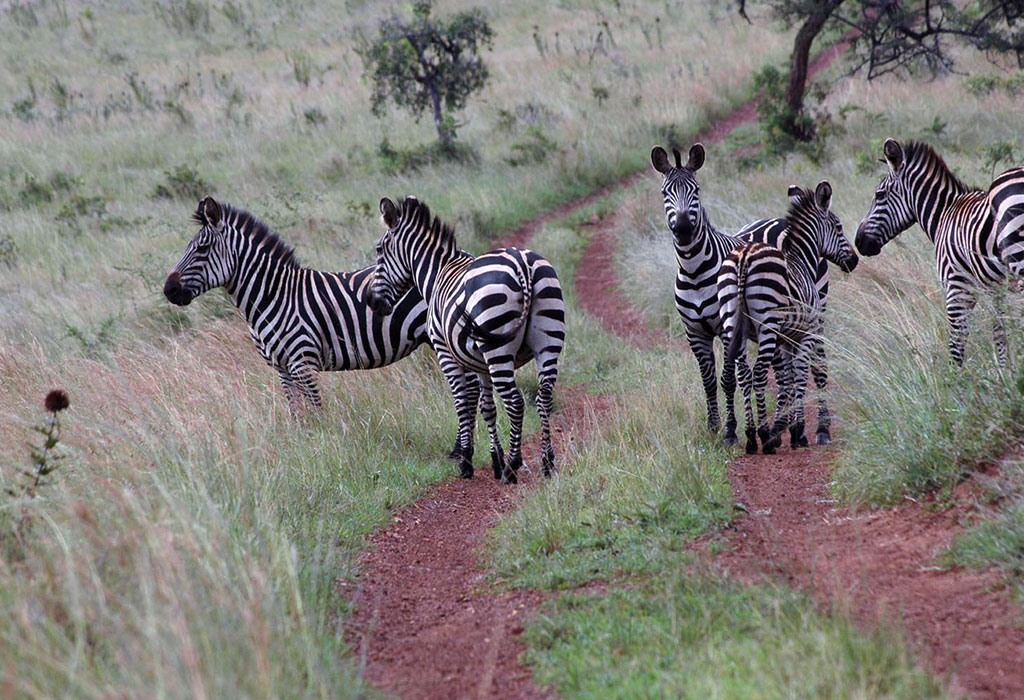 What Animals Can you See on Safari in Rwanda?
