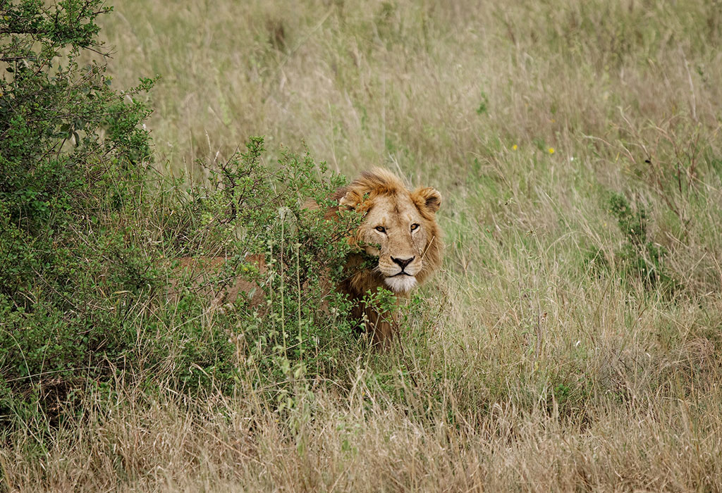 10-Day Gorilla and Big Five Safari in Uganda