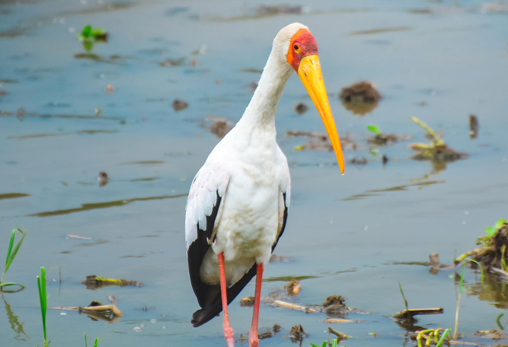 Safari Activities During the Rainy Season