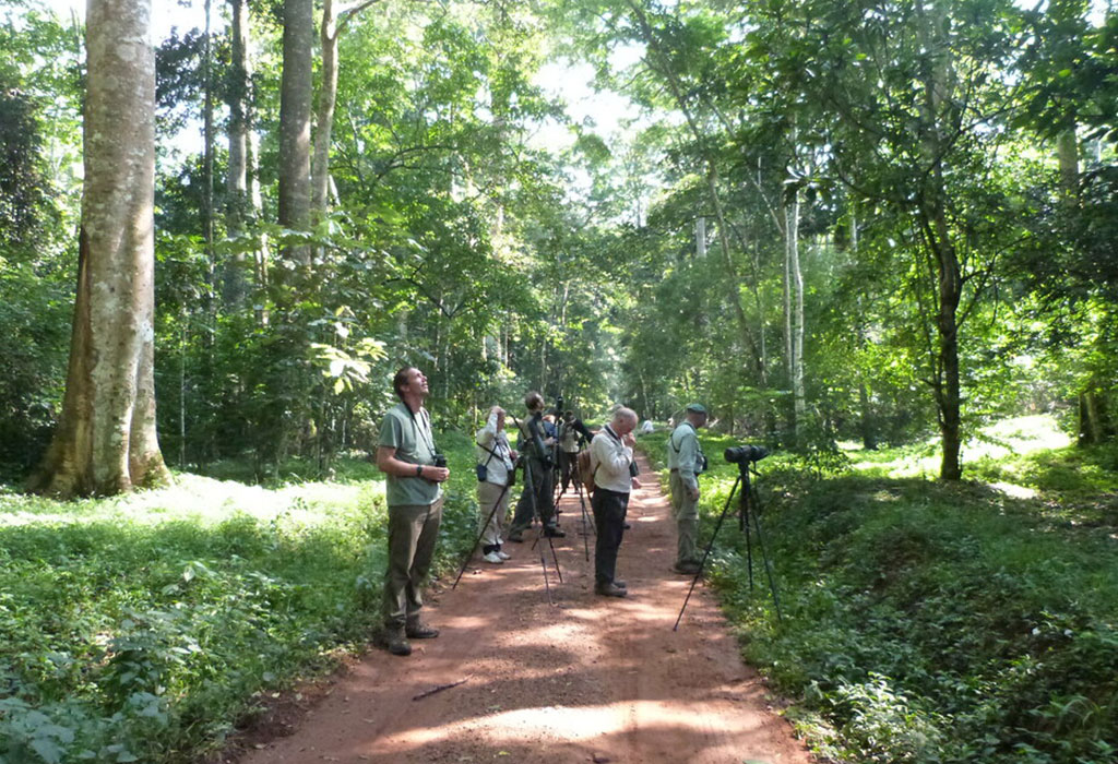 Top Things to Do in Budongo Forest