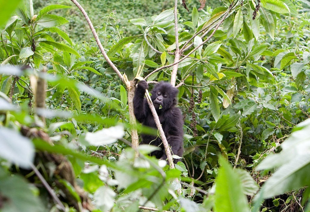 Where to visit Gorillas in Africa?