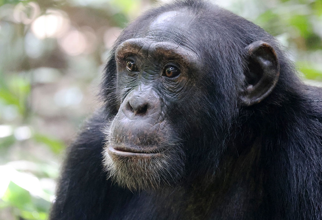 Can you see Chimpanzees in Rwanda?