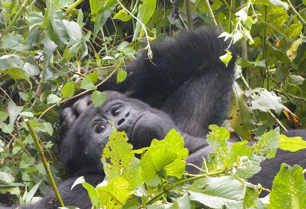 How Much Does it cost to See the Gorillas in Uganda?