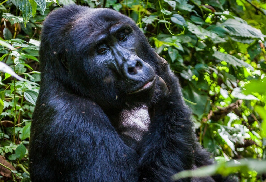 What is the Safest Country for Gorilla Trekking?