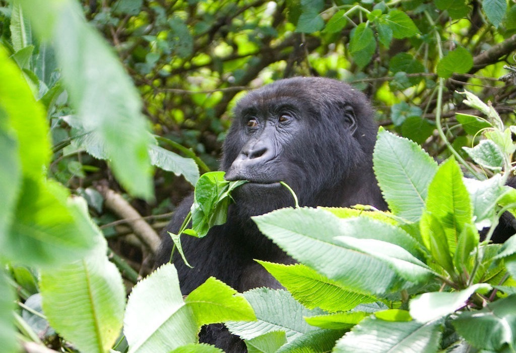 What African Country is known for Gorillas?