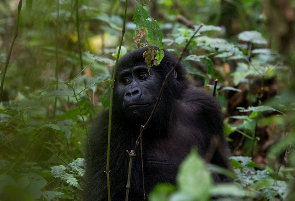 How Many Days to See Gorillas in Rwanda? 