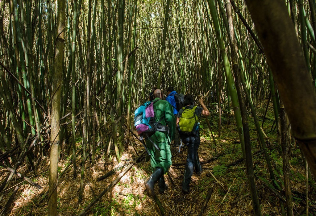 Is Gorilla Trekking Hard?