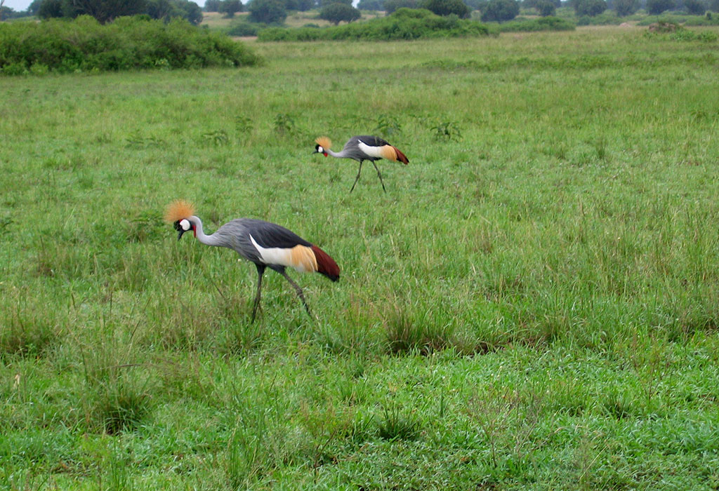 Is Uganda Good for Safaris?