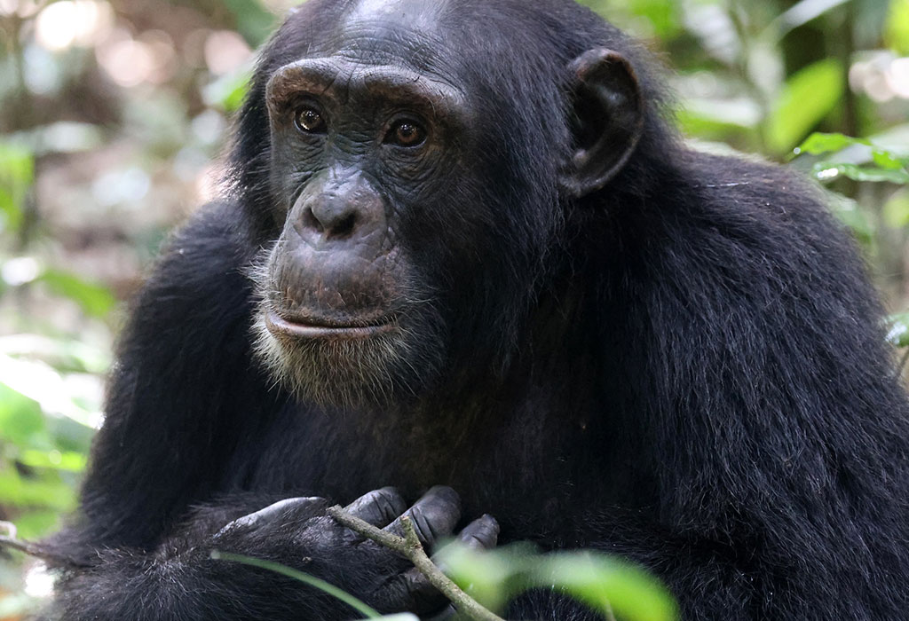 Kibale Chimpanzee Permits