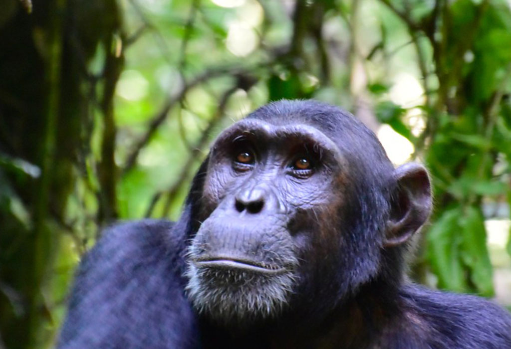 Most Popular Uganda Safari Activities