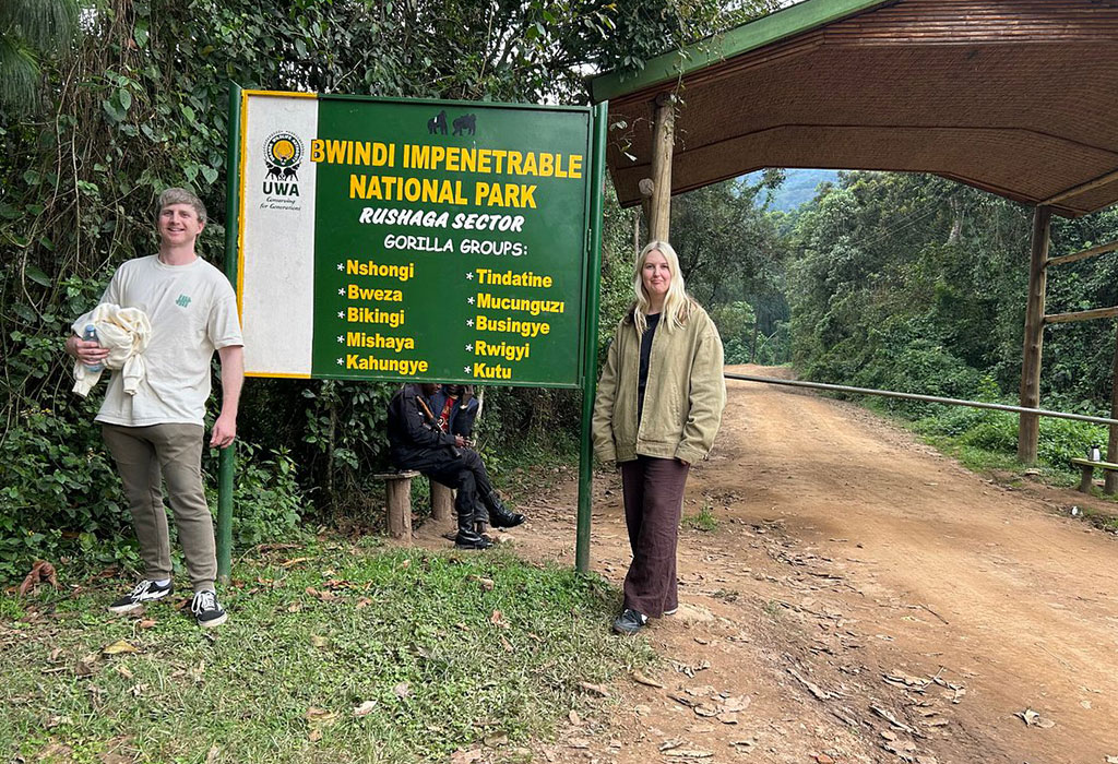 Why Are There Many Mountain Gorillas in Bwindi?