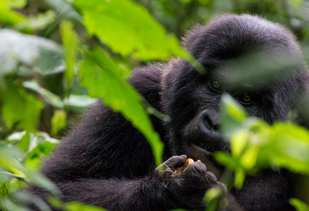 Uganda Gorilla Permit Availability