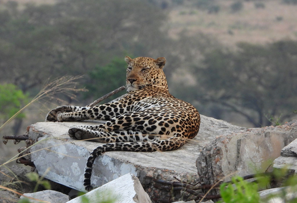 Uganda Safari Adventures