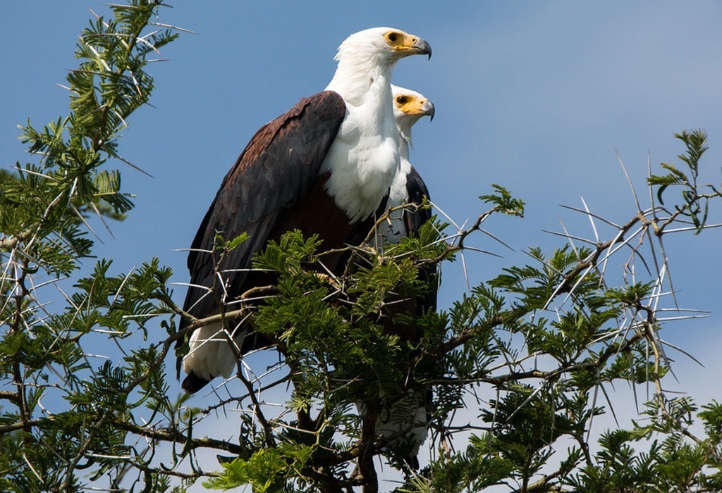 What Makes Uganda a Unique Birding Destination