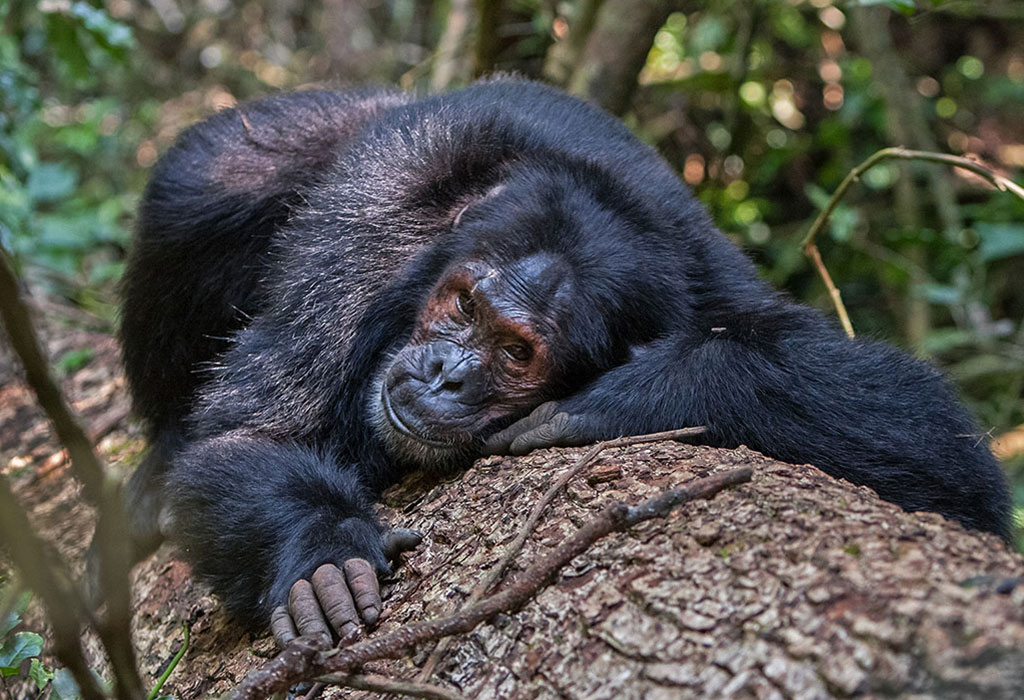 Where to See Chimps in Rwanda