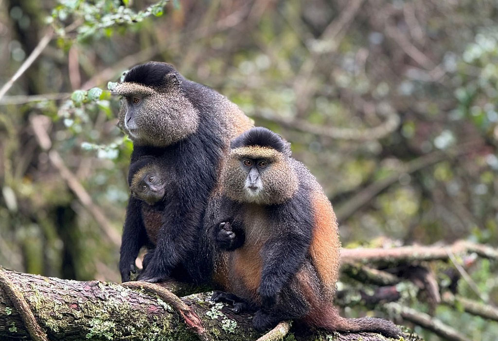 Where to See Golden Monkeys in Rwanda