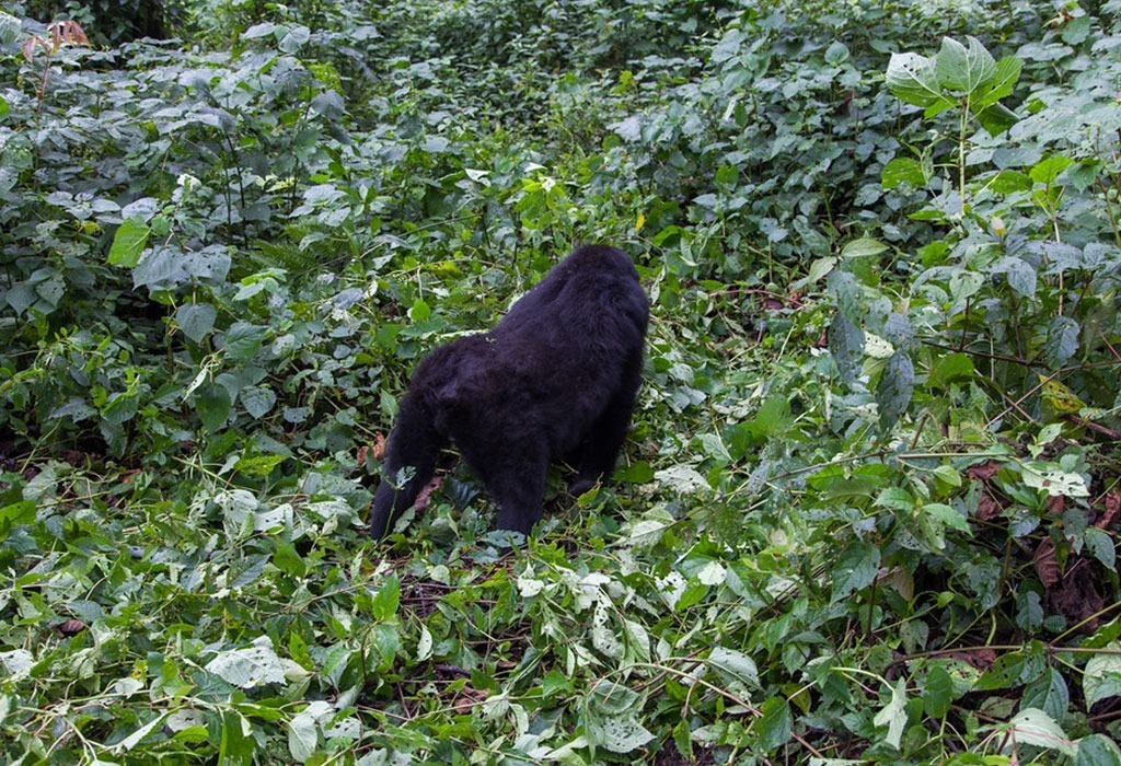 Why Trek Gorillas in Ruhija 