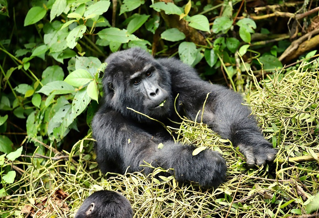 Why Visiting Bwindi Matters
