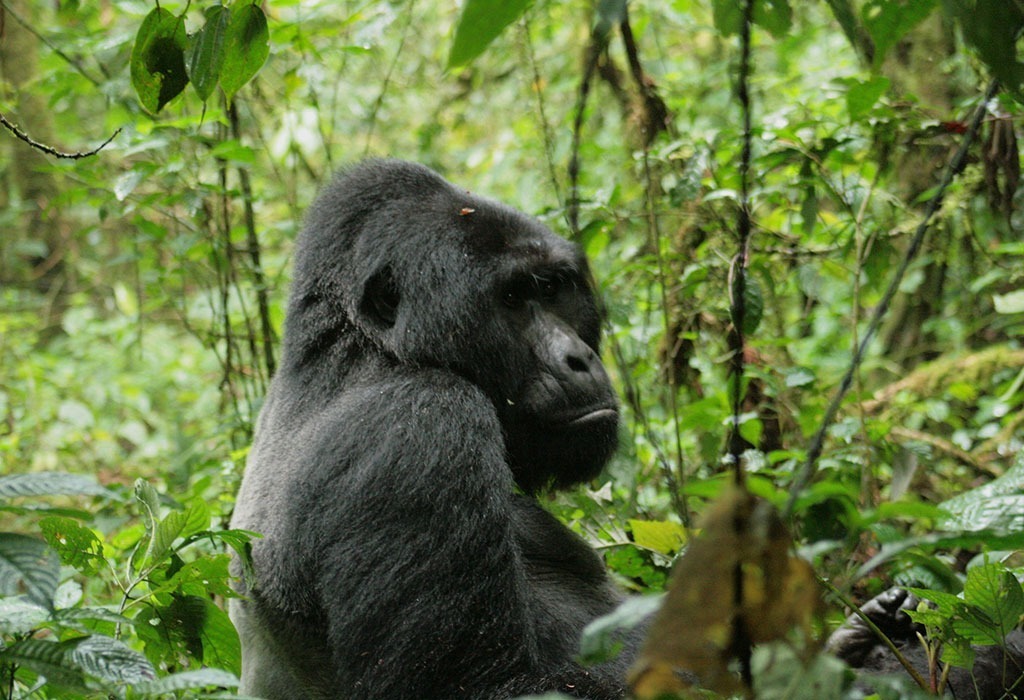Why You Need to See Silverback Gorillas in Uganda