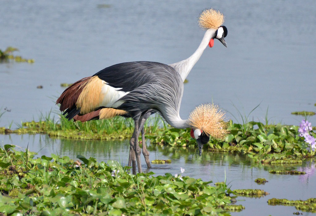 Discover Uganda