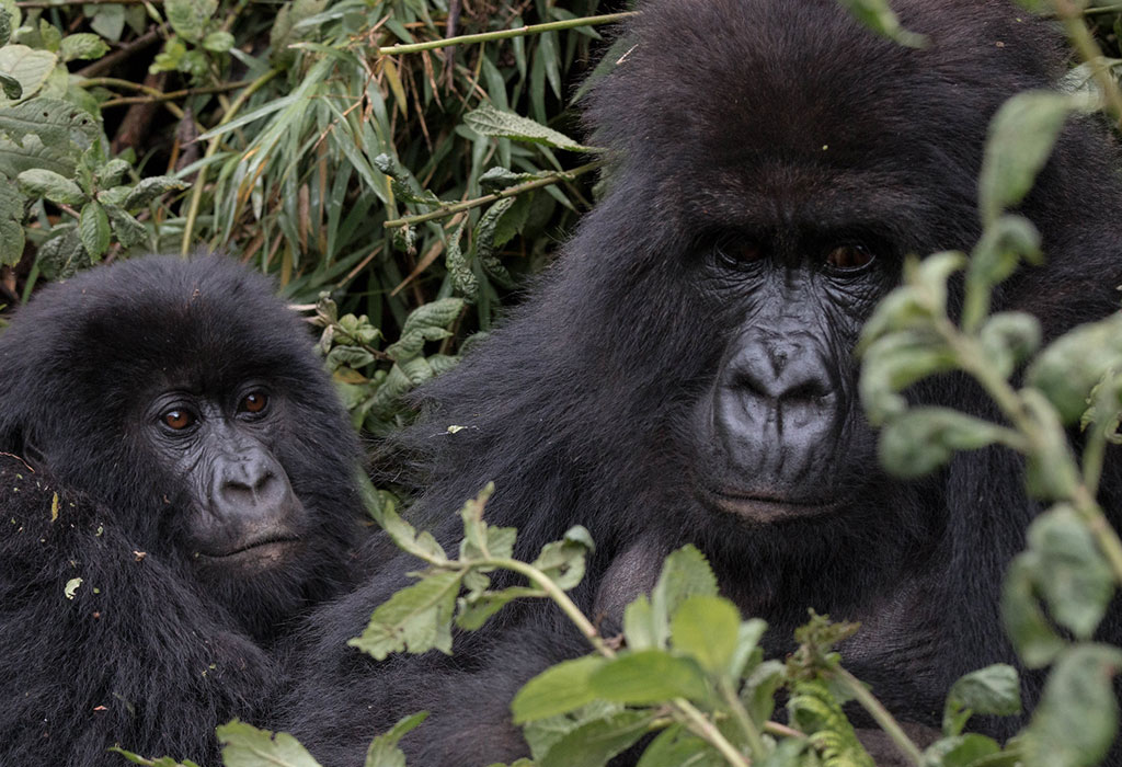 Combining Uganda and Rwanda Safari