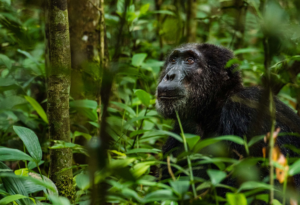 Chimpanzee Trekking in Kalinzu Forest Reserve