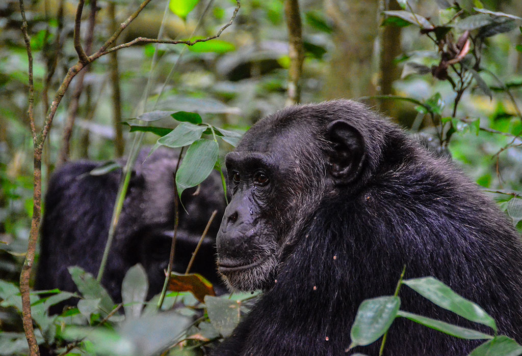 Uganda Safari Holiday Options