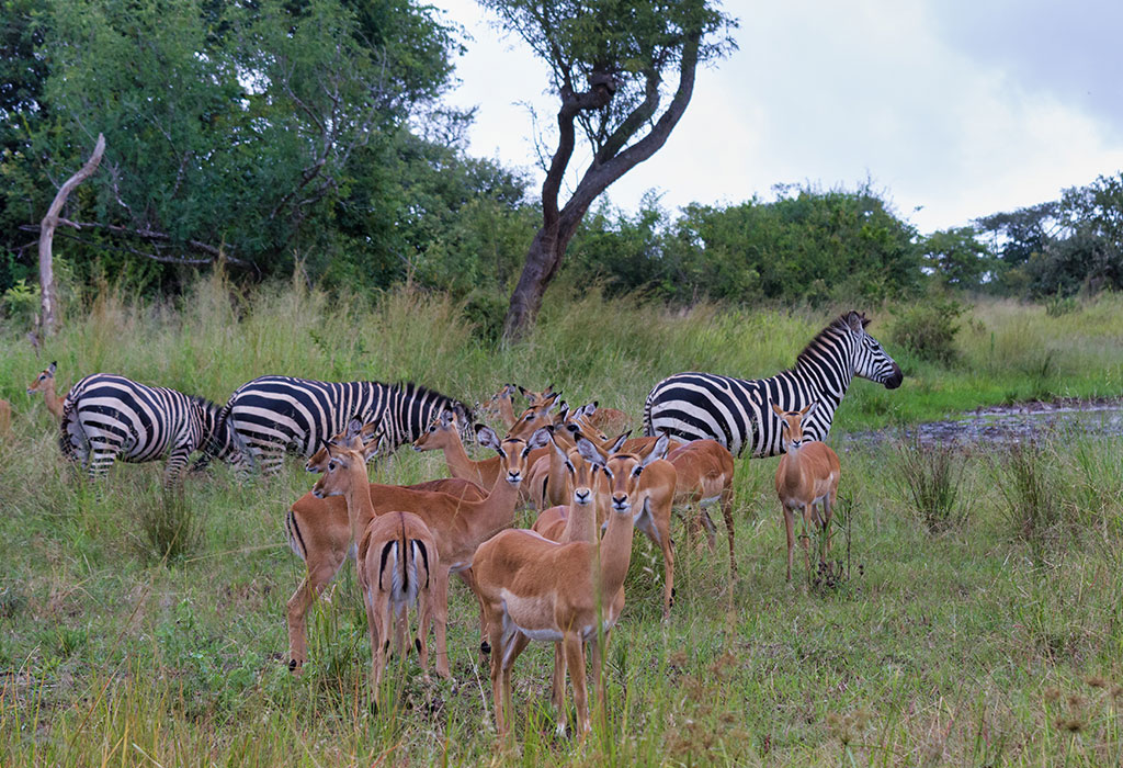 2-Day Akagera Game Safari