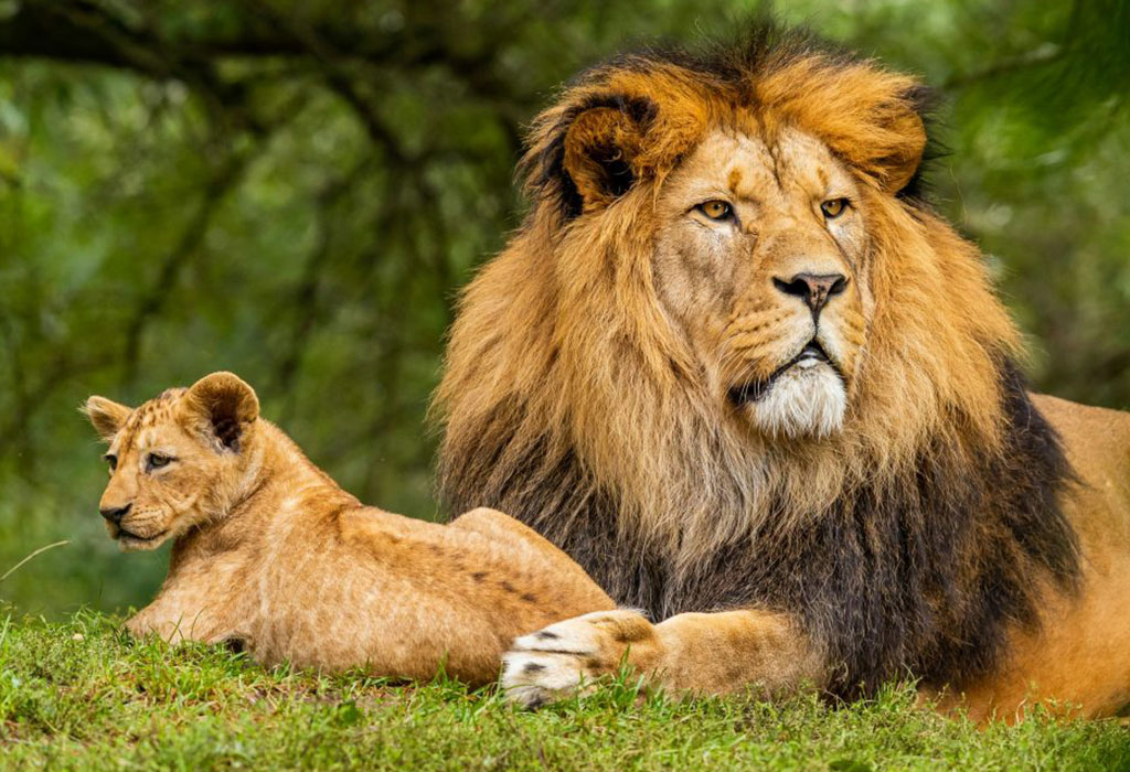 Best Short Rwanda Safaris