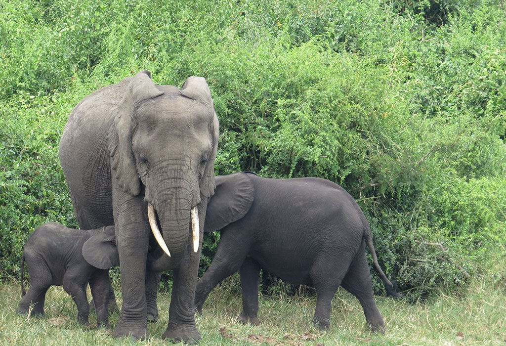 Uganda Big Five Safari Locations
