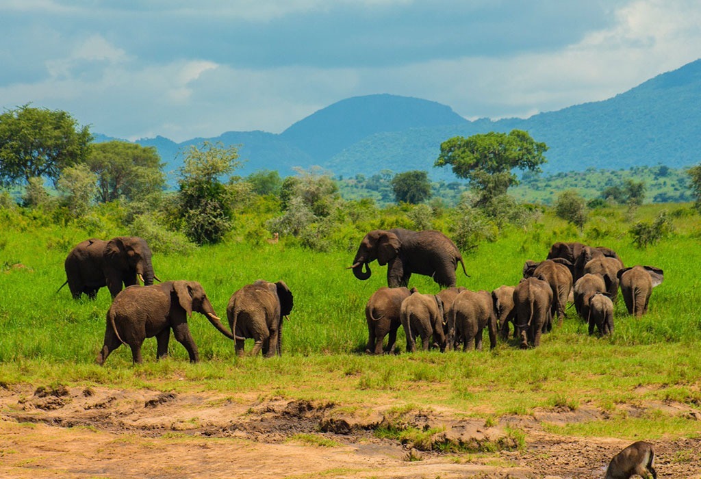 Exploring Uganda's National Parks