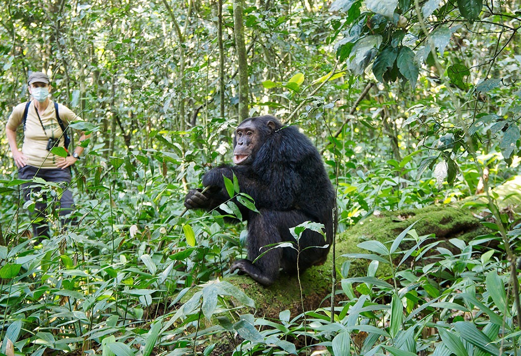 Primate Trekking Adventures in Rwanda