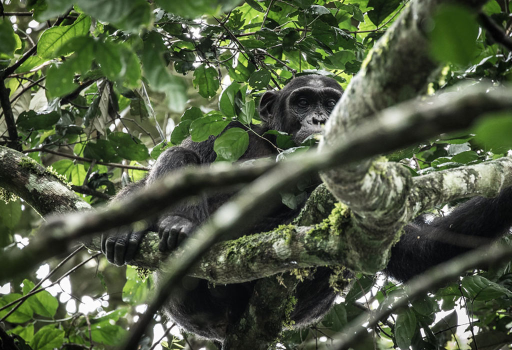 Uganda Rwanda Safaris