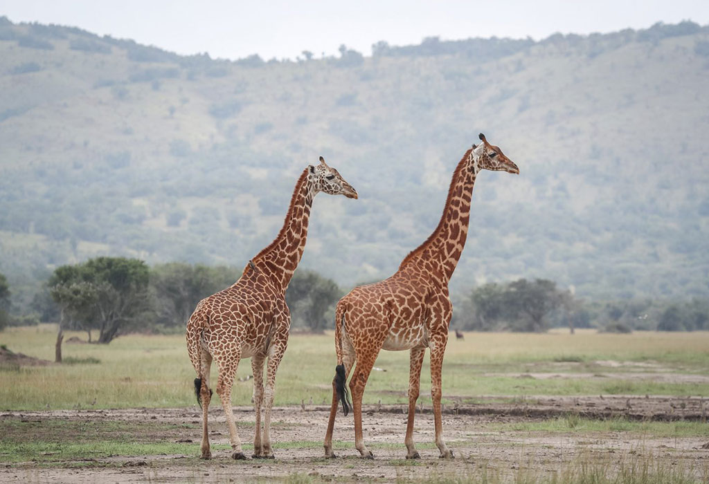 1 Day Safari Rwanda