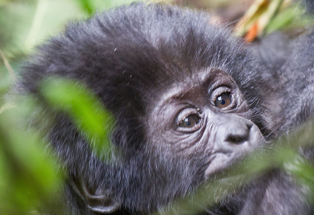 Gorilla Trekking Day Trips from Rwanda