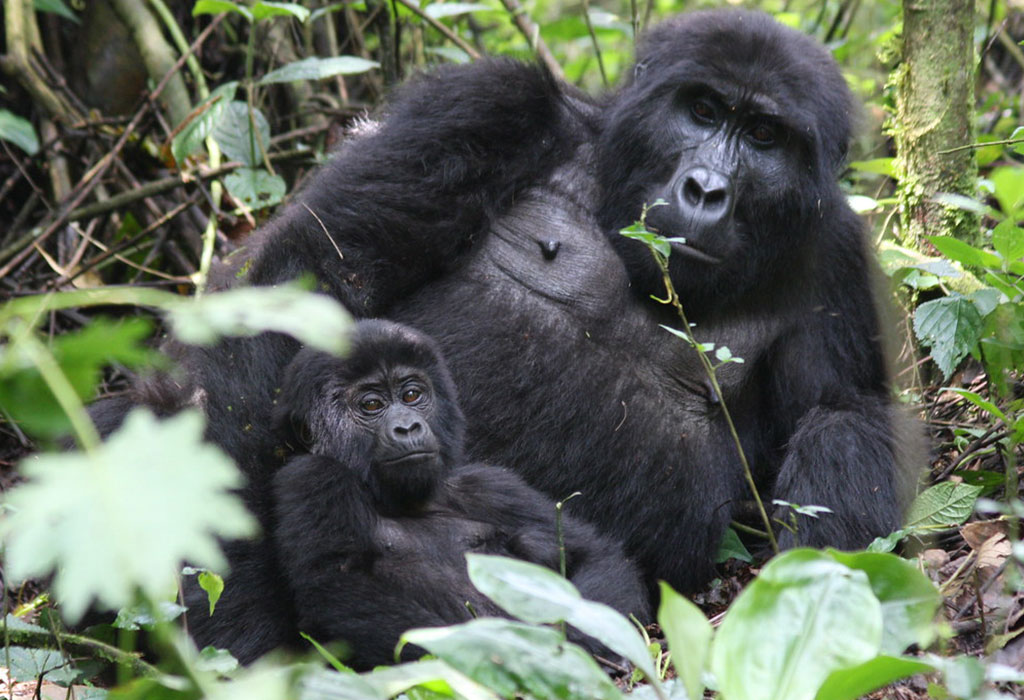 Bwindi Mid-Range Uganda Safari