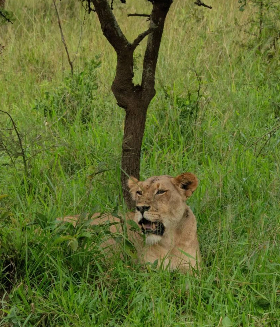 Akagera National Park Wildlife