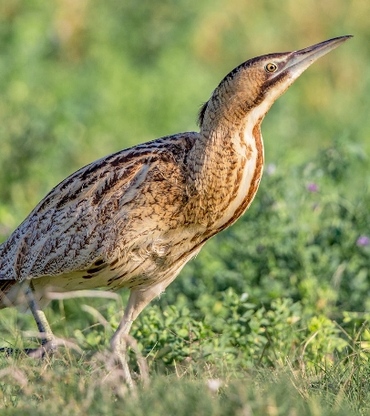 Birdlife
