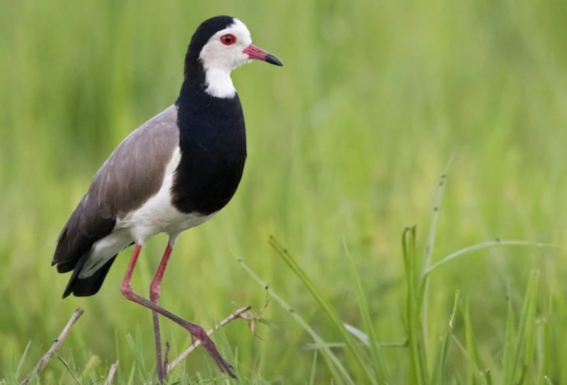 Birdlife