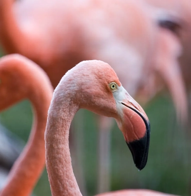 Flamingos