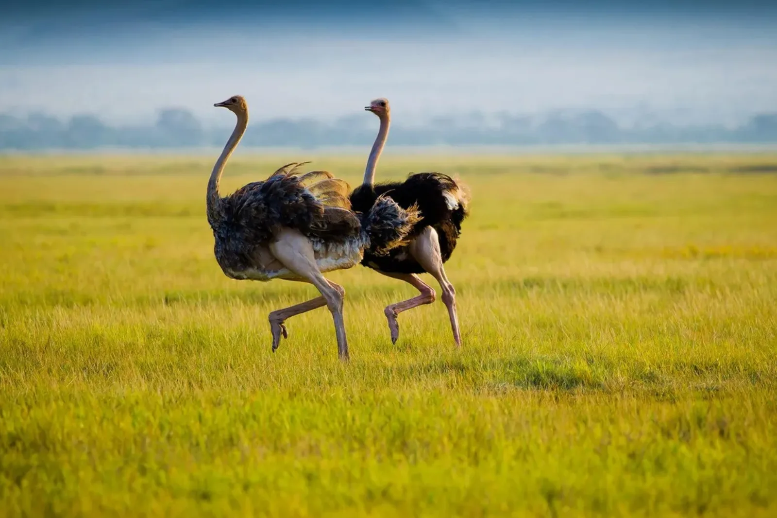 Ostriches