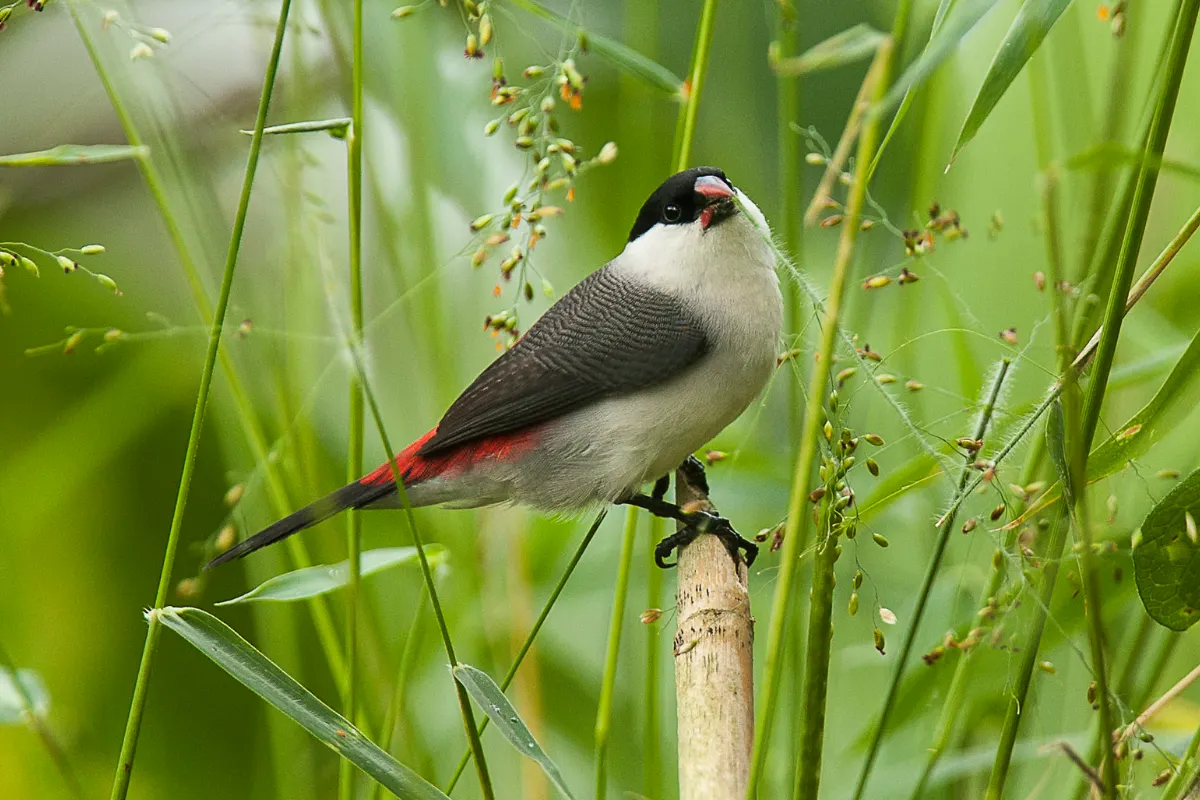 Bird Watching Safari