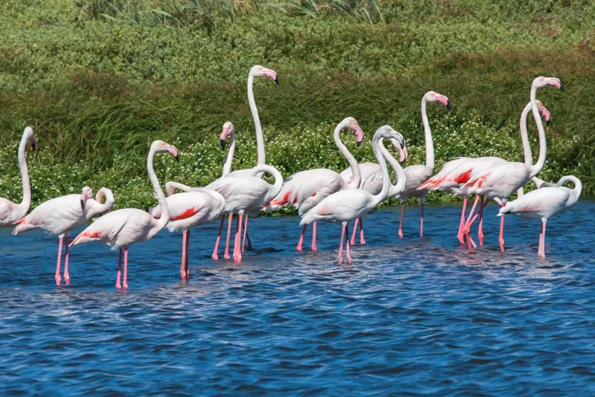Flamingos