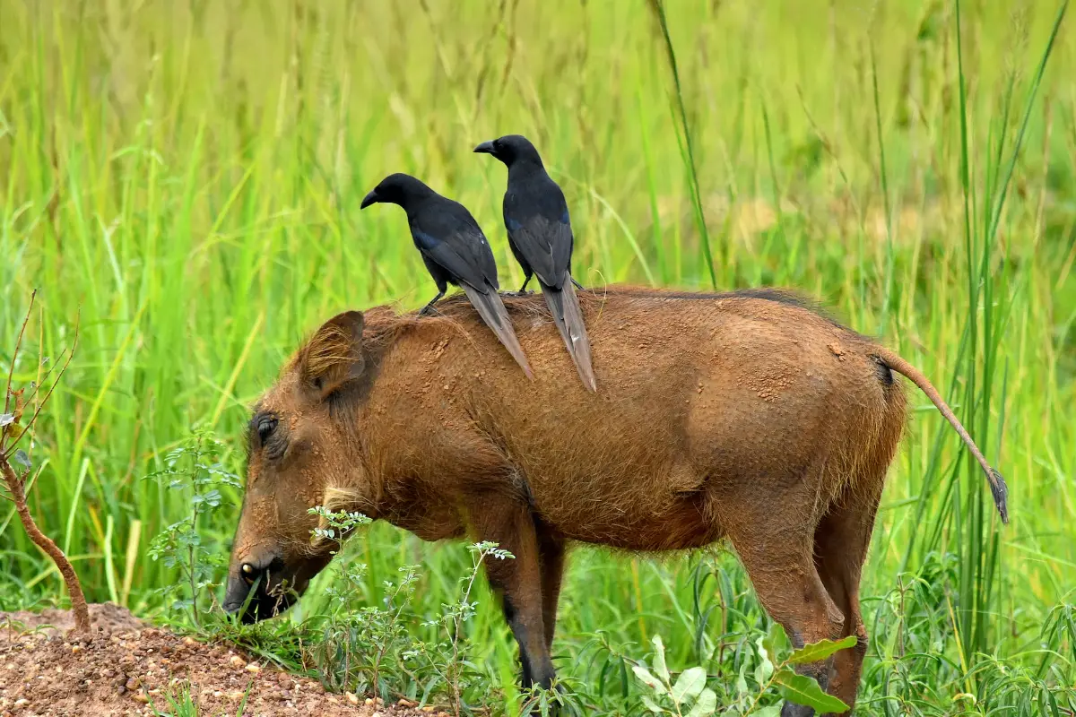 Bird Life
