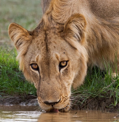 Garamba National Park Wildlife