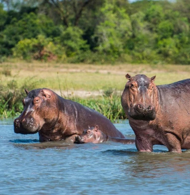 Murchison Falls Wildlife