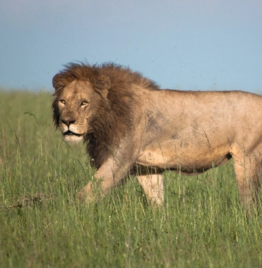 Upemba National Park Wildlife