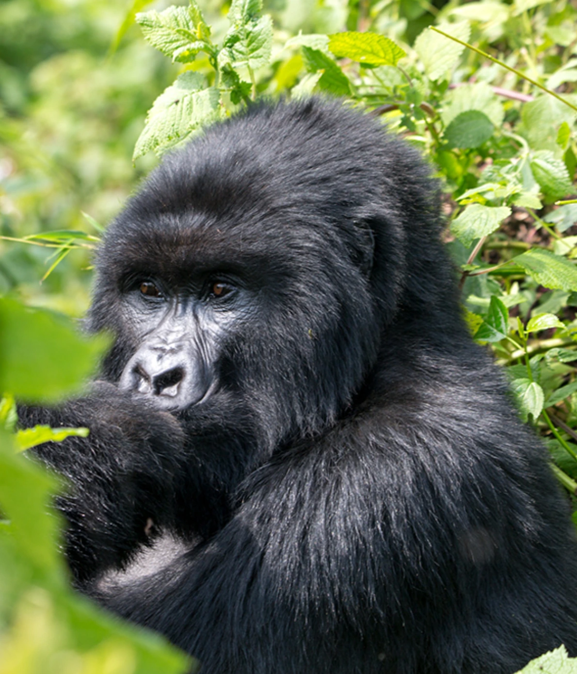Chimpanzee Tracking